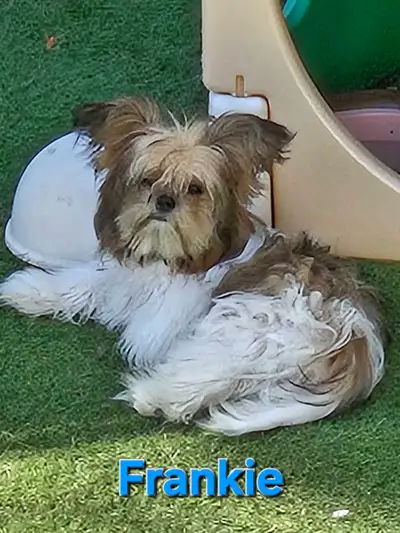 Rare Mi-ki Puppies, View more