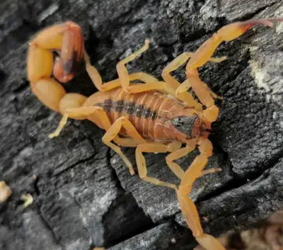 I have a few Brazilian Bark Scorpions (Tityus stigmurus) available for sale at the moment. These Sco...