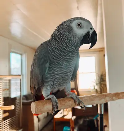 12 y/o Male Congo African Grey, View more