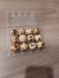 Quail hatching eggs. 
