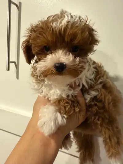 tiny poodle puppy, View more