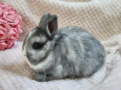 4 Dwarf bunnies Grey Vienna mark Pic 1 Female Price: $150 Chocolate Agouti Pic 2 Female Price: $150...