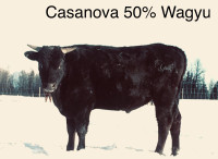 Beef cattle for sale or trade