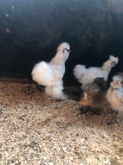 3 month white silkie rooters FREE