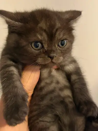 Scottish fold/straight kittens, View more