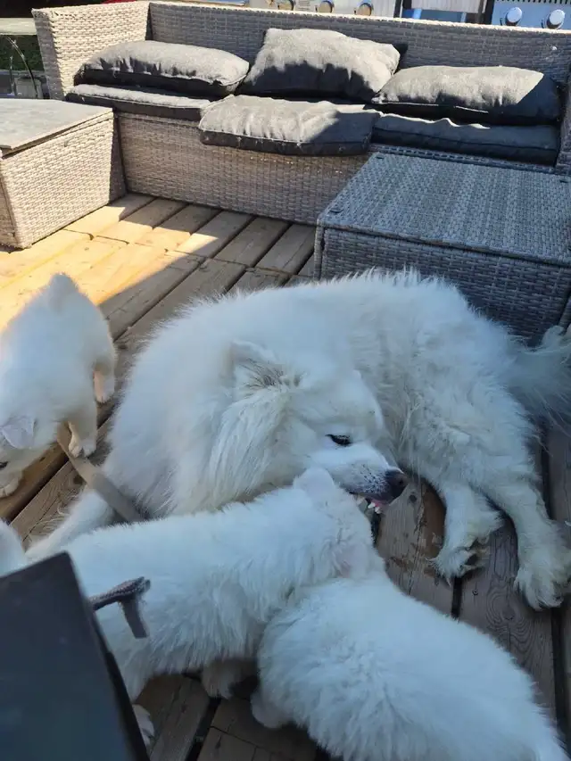 samoyed puppies in Dogs & Puppies for Rehoming in Sudbury - Image 4