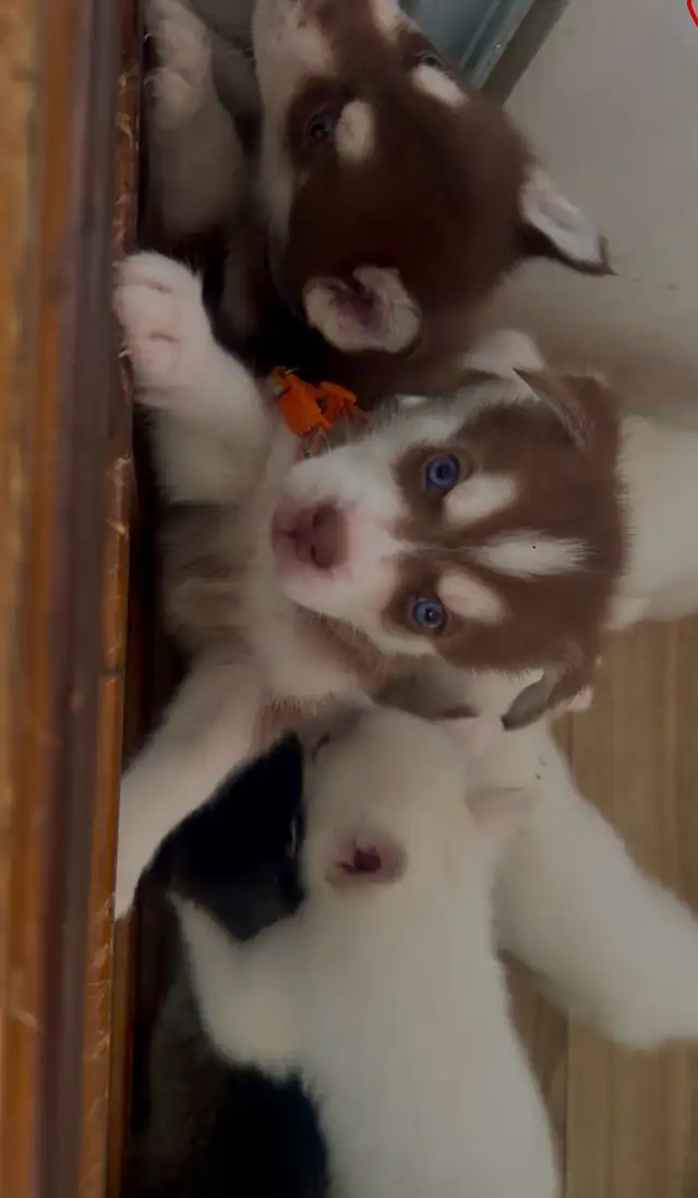 Husky Puppies in Dogs & Puppies for Rehoming in Windsor Region - Image 2