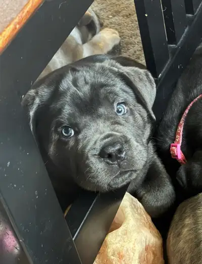 Cane Corso pups , 3 left !!, View more