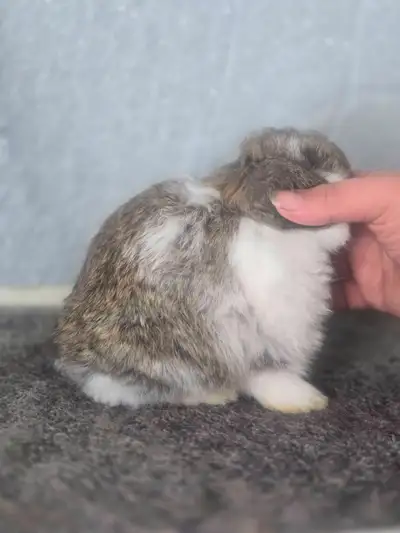 Holland Lop Buck - South River ON, View more