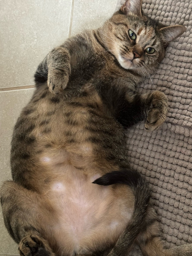 Rehome cat asap in Cats & Kittens for Rehoming in City of Toronto - Image 3