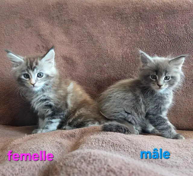 Maine coon chatons