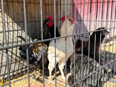 Free. Roosters for sale beautiful 6 months old., View more