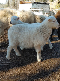 Katahdin lambs