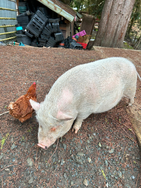 2 Pot-Bellied pigs in Livestock in Chilliwack