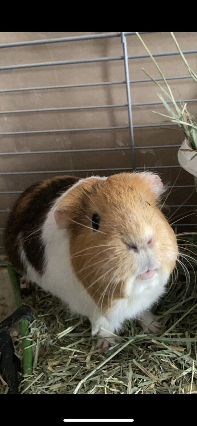 Guinea pigs in Small Animals for Rehoming in Edmonton - Image 2