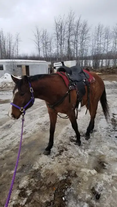 horse for sale, View more