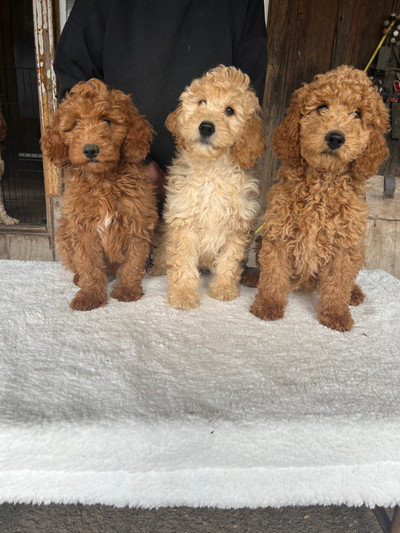 Mini-Goldendoodle Puppies 