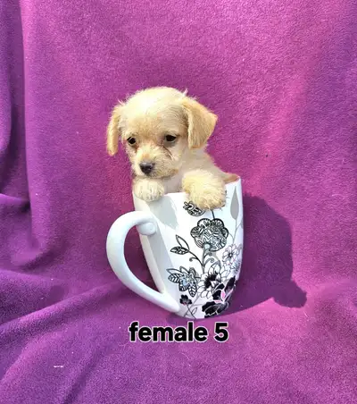 Chihuahua Poodle (Chipoo), View more