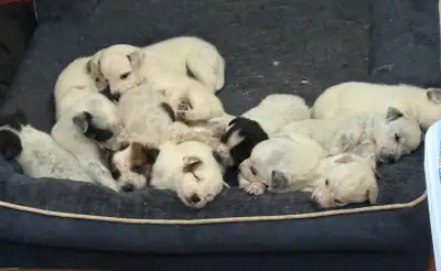 Beautiful Blue and Red Heeler Puppies  DEC 12 UPDATE, View more