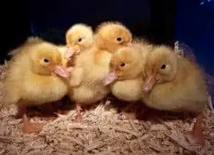 We have beautiful Pekin ducklings ready for their new homes! These fluffy, white ducklings are known...