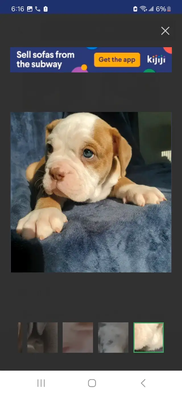 Olde English Bulldog Puppies in Dogs & Puppies for Rehoming in City of Toronto - Image 6