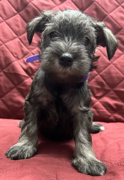 We have a beautiful litter of Miniature Schnauzer puppies looking for loving families. They are heal...