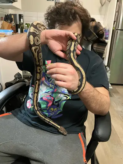 python for sale, View more