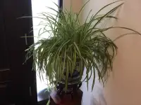 Spider plant with stand