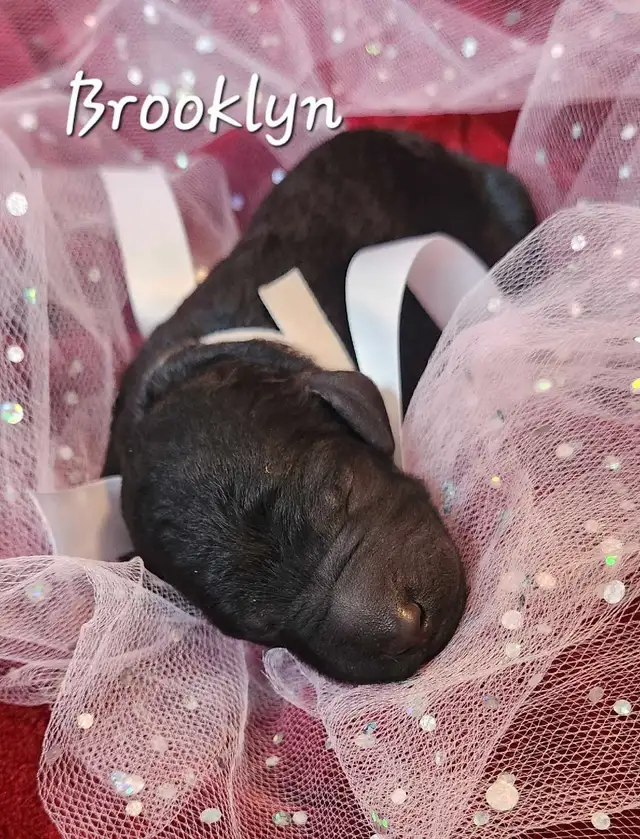 STUNNING CKC REGISTERED STANDARD POODLE PUPS in Dogs & Puppies for Rehoming in Edmonton - Image 7