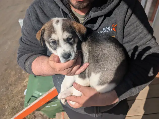 Chiot husky sibérien/ husky alaskin in Dogs & Puppies for Rehoming in Rimouski / Bas-St-Laurent - Image 3