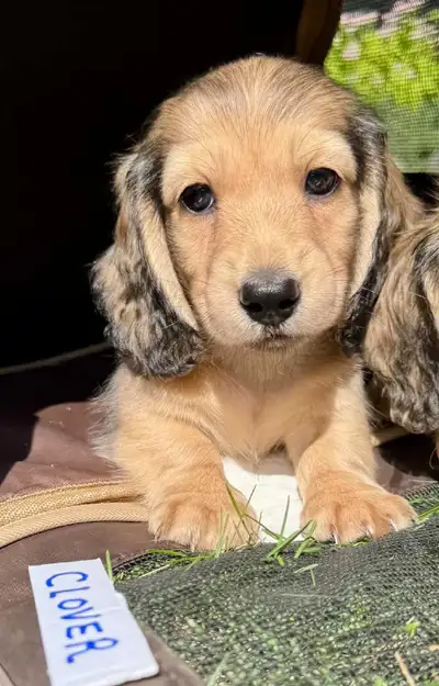 QUALITY BRED MINI LONGHAIR DACHSHUNDS, View more