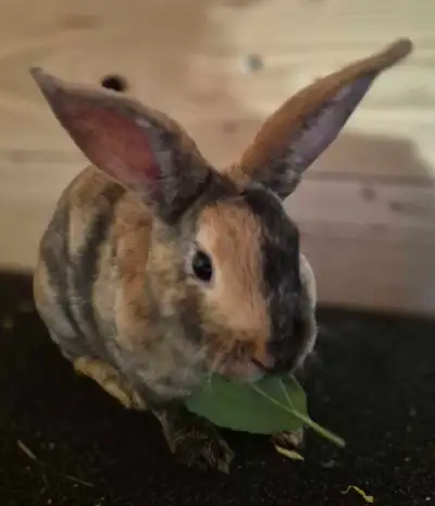 Mini Harlequin male rabbit, View more