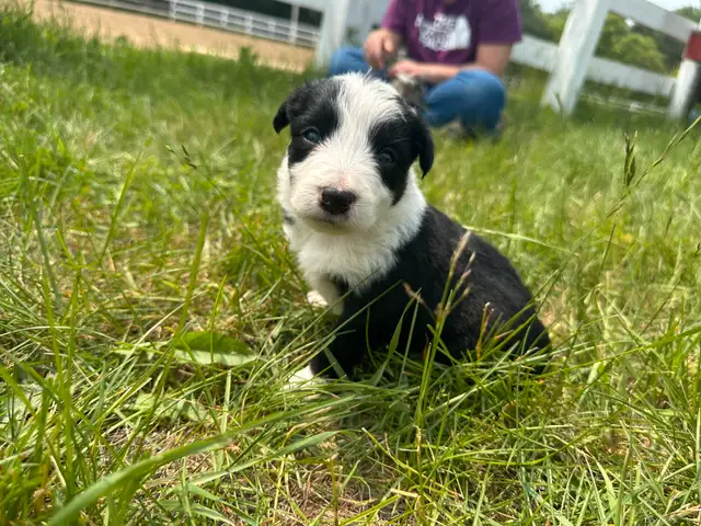 Chiot Border Collie in Dogs & Puppies for Rehoming in Trois-Rivières - Image 11