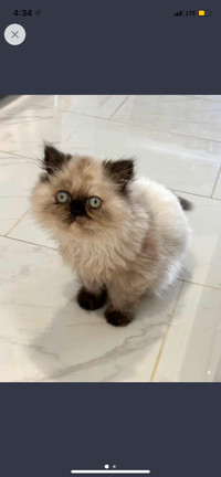 Looking for a male for my female cat Persian