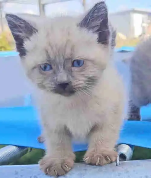 3 Girls and 3 Boys left Kittens vary in cost from $1000 to $1200 Russian Blue/Black $1000 Russian Bl...