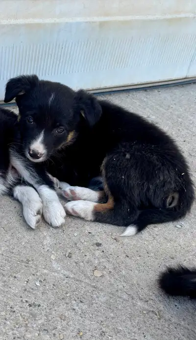 1 short haired tri colored male Border Collie Puppy ready for a new home. Pictures are of the pup th...