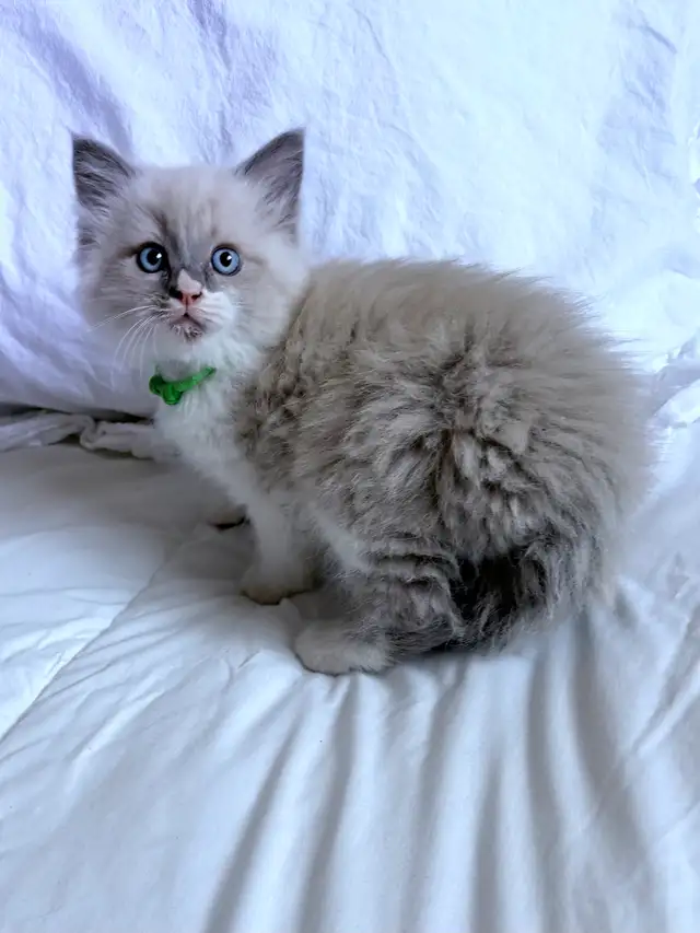 Ragdoll kittens in Cats & Kittens for Rehoming in London - Image 9