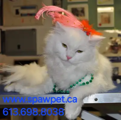 Description PLEASE CALL OR TX 613.698.8038 14 years of experience at Spawpet Pet, we provide excepti...