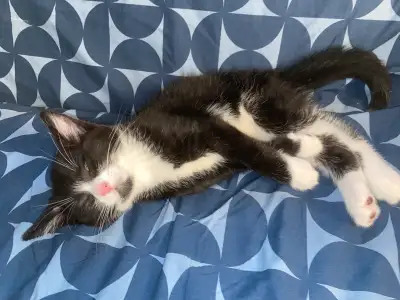 Adorable Kitten , View more