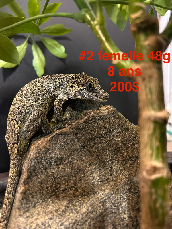 Gargoyle gecko 0.3 dans Reptiles et amphibiens à adopter  à Saint-Hyacinthe - Image 3