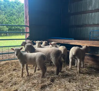 Lambs for Sale, View more
