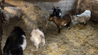  Purebred fainting, goats and pygmy goats