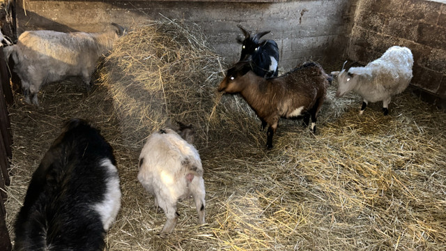  Purebred fainting, goats and pygmy goats in Livestock in Ottawa