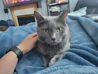 Handsome Silver Senior (Russian Blue Type) + Full Starter Kit, View more