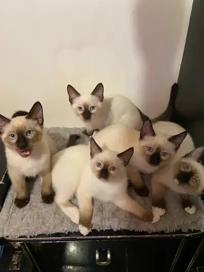 Siamese kittens for sale , View more