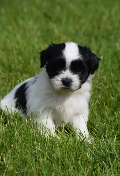 Maltese/ShihTzu Pups! First 3 Pictures are males and are the ones available Puppies are raised in ho...