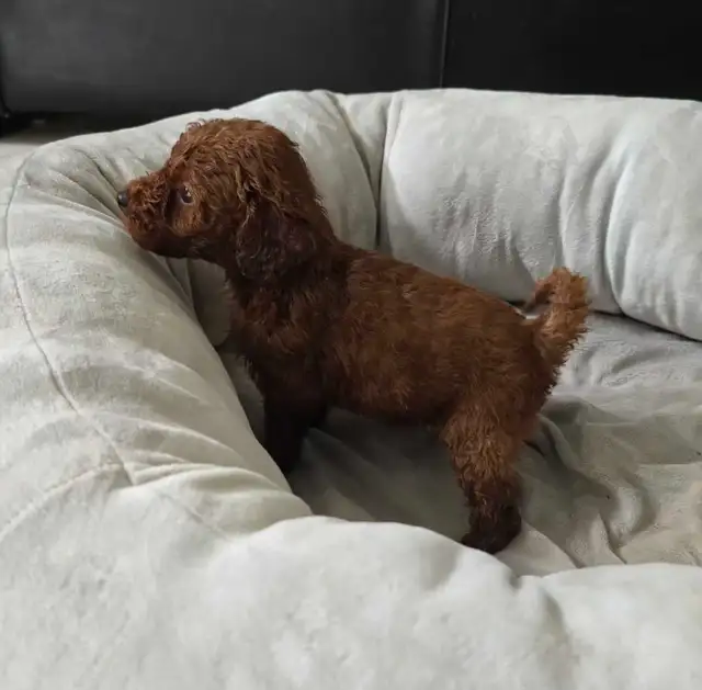 Dark Red Miniature Poodles in Dogs & Puppies for Rehoming in City of Toronto - Image 9