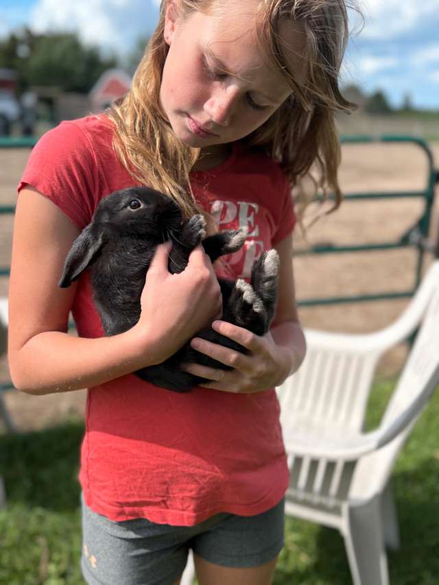 Plush lop bunnies in Small Animals for Rehoming in Leamington - Image 3