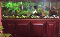 Large Aquarium for Reptiles 140 gallons 48x24x27.5 