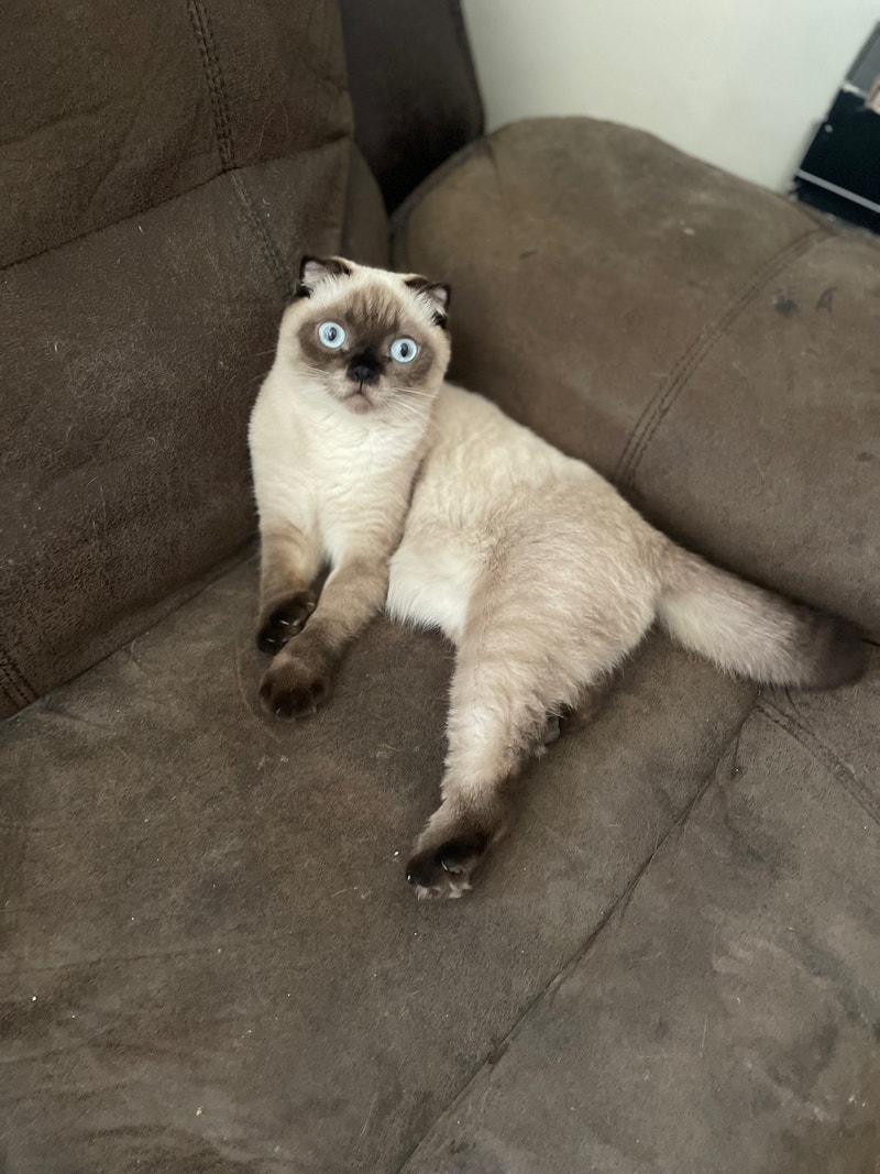 Scottish fold kitten Cats & Kittens for Rehoming City of Toronto